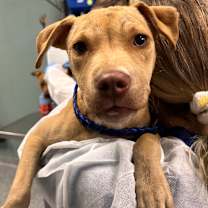 adopt a pet