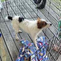 Thumbnail photo of Smartie #2