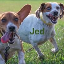 Thumbnail photo of Jed #3