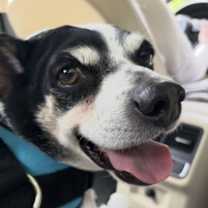 Thumbnail photo of Moses #1