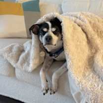 Thumbnail photo of Moses #3