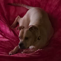 Thumbnail photo of Willie #2