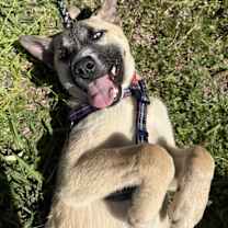 Thumbnail photo of Frank Sinatra #4