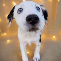 Thumbnail photo of Boston #2