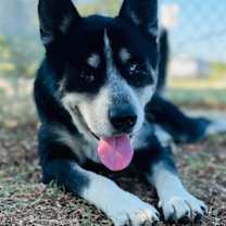 Thumbnail photo of Flynn #1