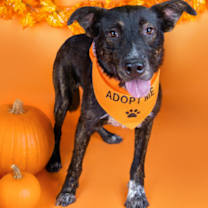 Thumbnail photo of 90995 Cowboy #1