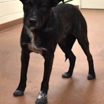 Thumbnail photo of 90995 Cowboy #2