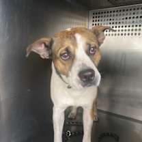 adopt-pet