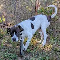 adopt-pet