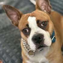 adopt-pet