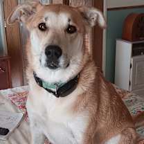 Thumbnail photo of Bailey #4