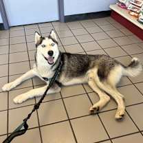 adopt-pet
