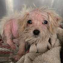 Thumbnail photo of Almond #1