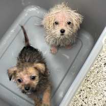 Thumbnail photo of Almond #2