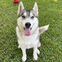 Thumbnail photo of Daisy Chain #4