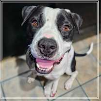 adopt-pet