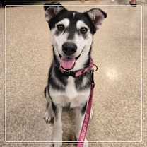 adopt-pet