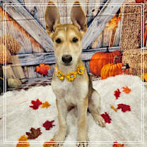 adopt-pet