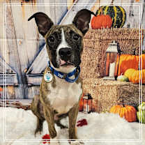 adopt-pet