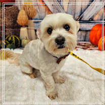adopt-pet