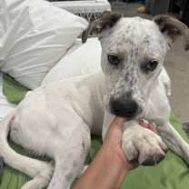 Thumbnail photo of Atlas-Fresno, CA #1