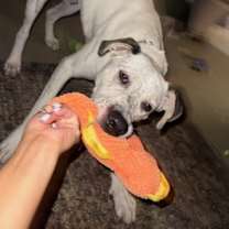 Thumbnail photo of Atlas-Fresno, CA #2