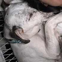 Thumbnail photo of Atlas-Fresno, CA #3