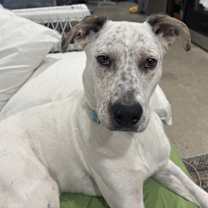 Thumbnail photo of Atlas-Fresno, CA #4