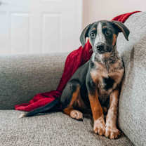 adopt-pet