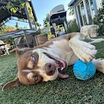 Thumbnail photo of Shaw #1