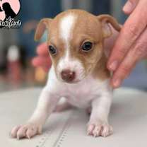 adopt-pet