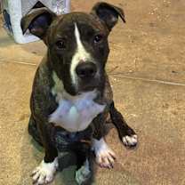 Thumbnail photo of Dusty - Local #1