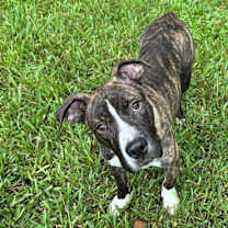 Thumbnail photo of Dusty - Local #2