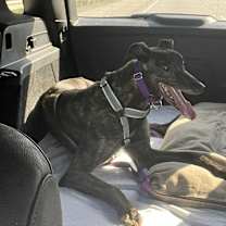 Thumbnail photo of O Ya John Wick #2