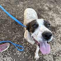 adopt-pet