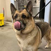 adopt-pet