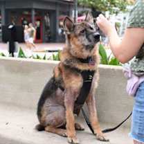 Thumbnail photo of Alf #2