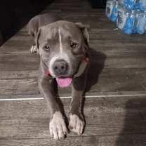 adopt-pet