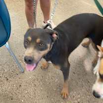 adopt-pet