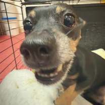 adopt-pet