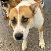 adopt-pet