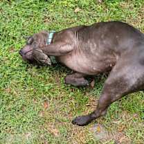 Thumbnail photo of Kingsley #3