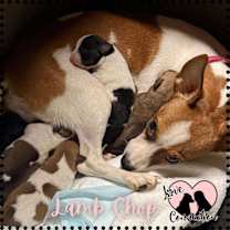 adopt-pet