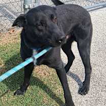 Thumbnail photo of Ozzy #4