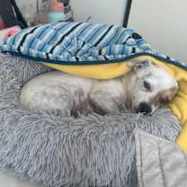 Thumbnail photo of Gordie #2