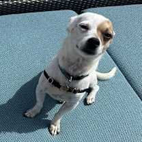 Thumbnail photo of Gordie #3