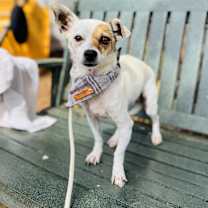 Thumbnail photo of Gordie #4