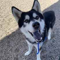 adopt-pet