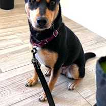 adopt-pet