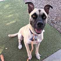 adopt-pet